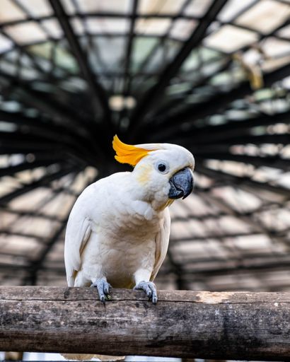 A white cockatoo perched atop a wooden structure resembling an umbrella