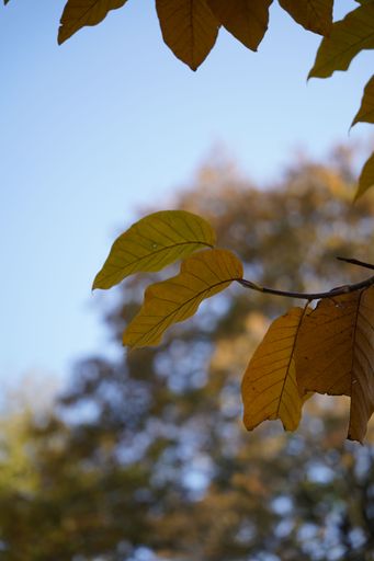 A shallow focus vertical shot of autumn leaves hanging from the tree branch