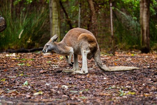 A kangaroo in its habitat in a zoo