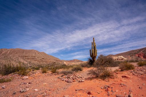 A succulent saguaro cactus stands alone in a desert landscape, basking in the arid sunlight