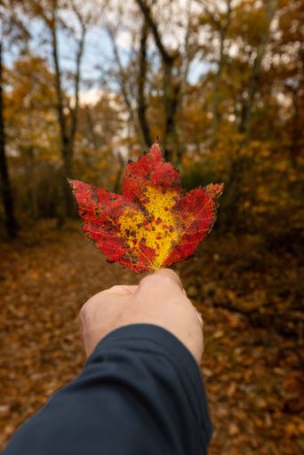 A vertical shot of the Hand-holding colorful maple leaves. Shenandoah National Park