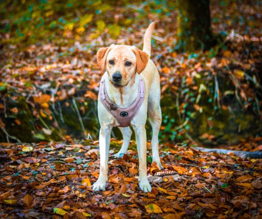 A close-up shot of a labrador retriever standing alone in the autumn forest
