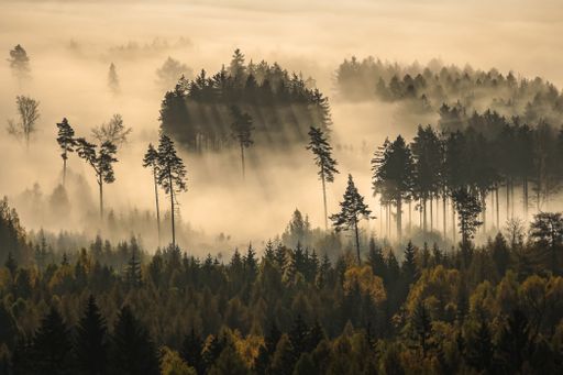 A beautiful shot of a foggy landscape with tall trees in a forest - nature background