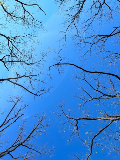 A low-angle shot of naked tree branches under a clear blue sky