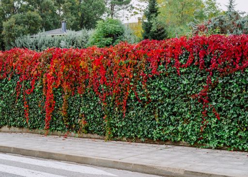 Autumn pattern of living leaves on red and green