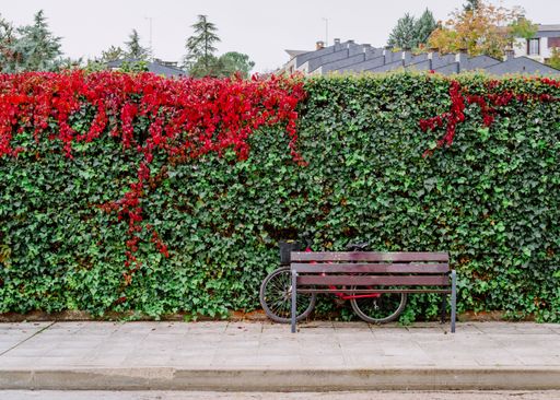 Bench and a bike in spring pattern of living leaves on red and green