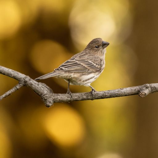 A closeup of a cute little sparrow perched on a thin branch with a bright yellow bokeh background