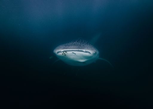 A whale shark ((Rhincodon typus) swimming in deep water in Tanzania
