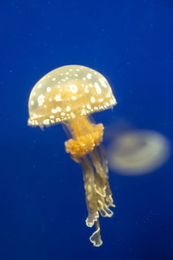 A vertical closeup shot of a yellow jellyfish under the sea