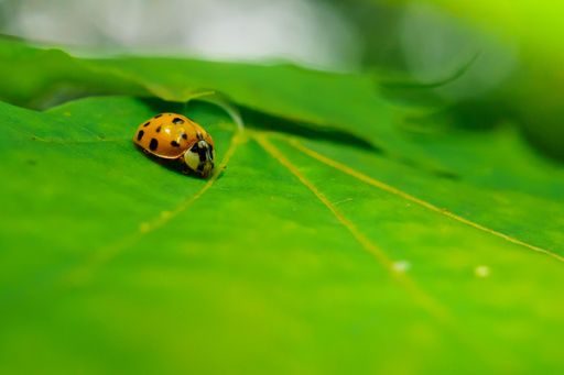 A selective focus shot of a ladybug insect on a green leaf