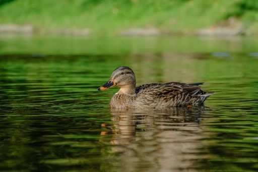 A closeup of a duck swimming in a river on a sunny day