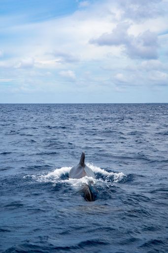 Pilot whale from the backside, swimming towards the horizon. Taken in the Maldives area.