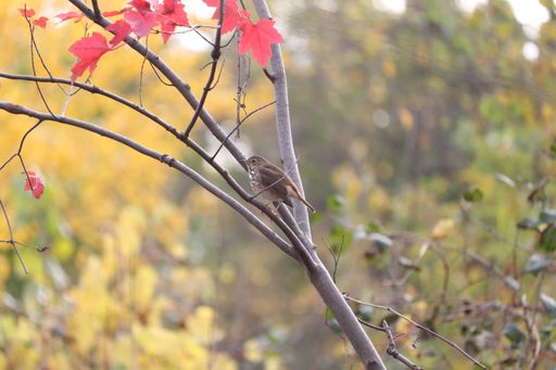 A closeup of a Hermit thrush perched on a tree branch in autumn