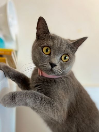 A vertical closeup of adorable British Shorthair cat leaning on the furniture staring forward