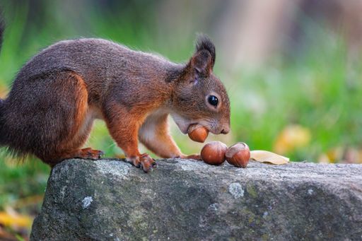 A closeup shot of a red squirrel standing on a stone and holding a nut in its mouth