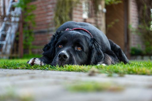 A sad portrait of a dog with black fur laying on a ground captured outdoors