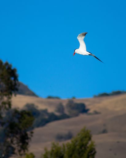 A vertical shot of the Caspian tern flying against a blue sky