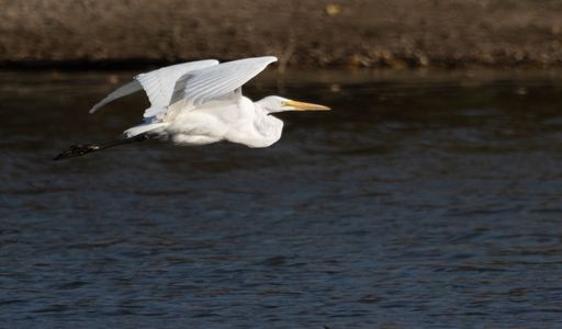 A beautiful shot of a Great white egret (Ardea alba) flying over a lake in Eagle Creek Park, Indianapolis