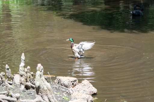 A mallard duck (Anas platyrhynchos) swimming in the Swan Lake Iris Gardens in Sumter, South Carolina