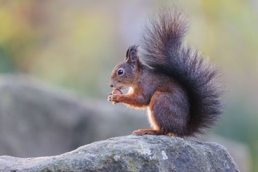 A red squirrel eating nuts on a rock.