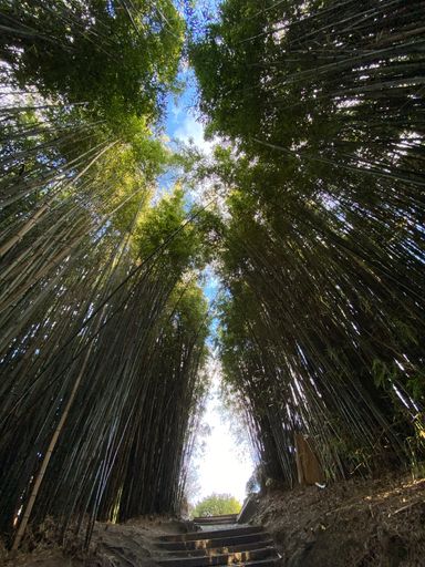 A vertical shot of amazing nature in Hamilton Gardens, New Zealand