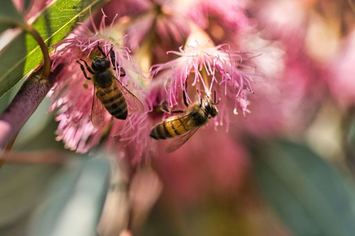 A closeup shot of bees collecting pollen from pink eucalyptus
