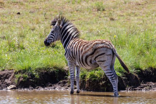 A beautiful shot of a young zebra in the wild in Rietvlei Nature Reserve in South Africa