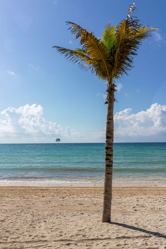 A vertical shot of a coconut tree at the beach