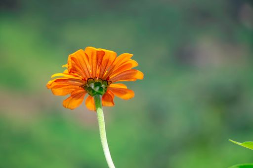 A closeup shot of an orange Marigold flower and its stem in a garden on a sunny day