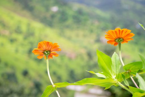 A closeup shot of two orange Marigold flowers and their leaves in a garden on a sunny day