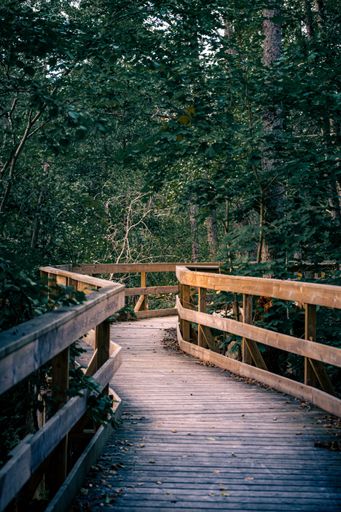 A vertical shot of curly wooden walkway with green trees in a forest