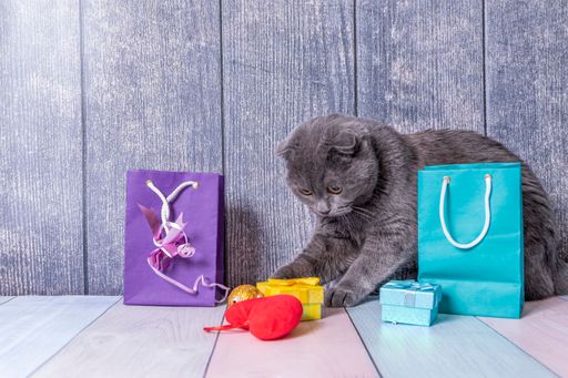 Young pet British Fold kitten sits on wooden table between packages and boxes with gifts and tries to play with them.