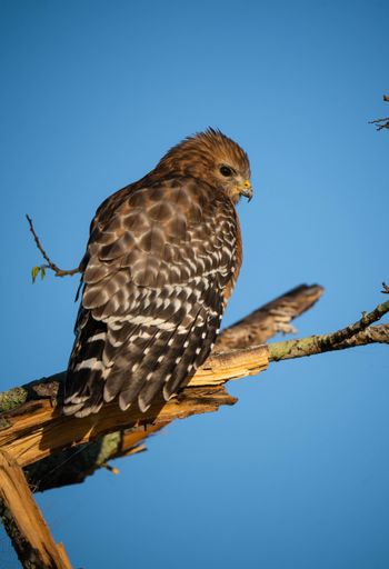 A vertical shot of a beautiful falcon perched on branch against blue sky