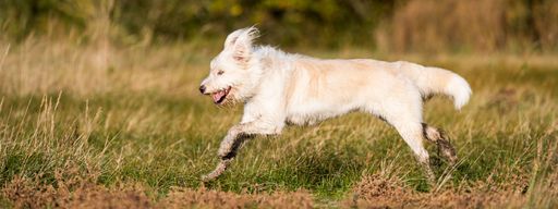 A panoramic shot of a happy retriever dog running on the green grass in the park on a sunny day