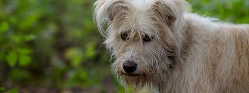 A furry Romanian homeless stray dog on a field against a blurred background