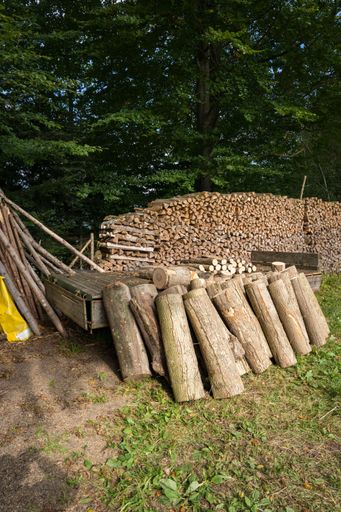 A vertical of stacks of cut wood logs in a forest