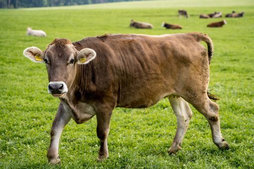 A brown cow captured in a pasture against a blurred view of other cows laying in grass