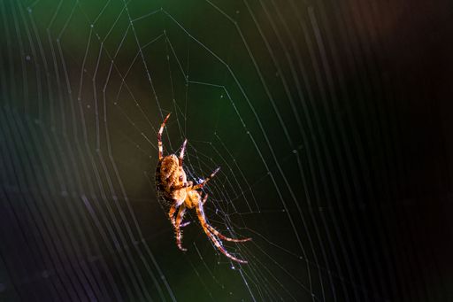 A macro of a spider spinning a web