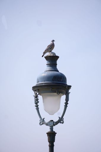 A vertical shot of a Pigeon sitting on a street lamp with a sky in the background