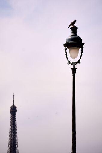 A vertical shot of a Pigeon sitting on a street lamp with a sky in the background