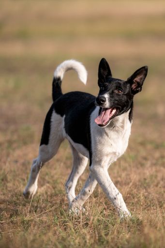 A Romanian homeless stray dog running on an autumnal field