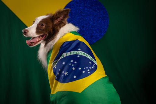 A cool Border Collie dog wearing the flag of Brazil supporting soccer world
