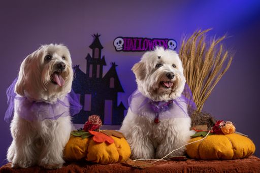 The two adorable Coton de Tulear dogs dressed up in Halloween costumes.