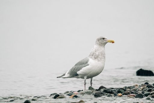 Closeup view of a sea gull at Golden Gardens Park in Seattle, Washington
