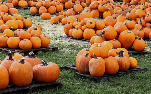 A variety of orange pumpkins on wooden crates at the pumpkin patch
