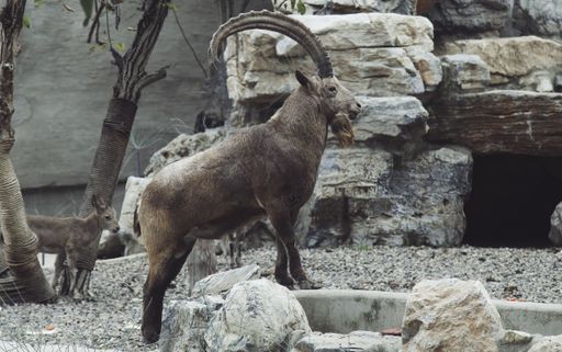 A closeup shot of an ibex with long curved horns standing on a stone in an animal preserve