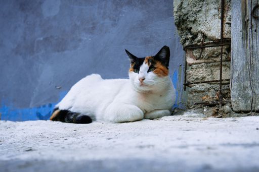 A beautiful shot of a stray calico cat resting on the ground by an old exterior wall in the street