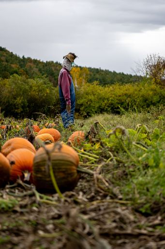 A beautiful shot of pumpkins and a scarecrow in a field for the Halloween season
