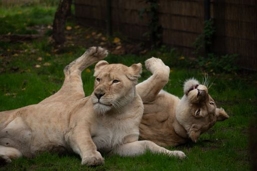 A scenic view of two lions sitting next to each other on the grass