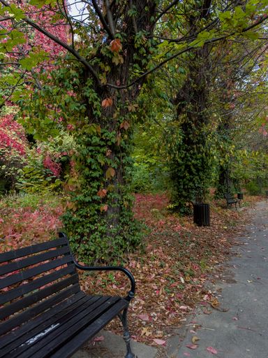 A vertical shot of a bench in a park with autumn leaves and tree